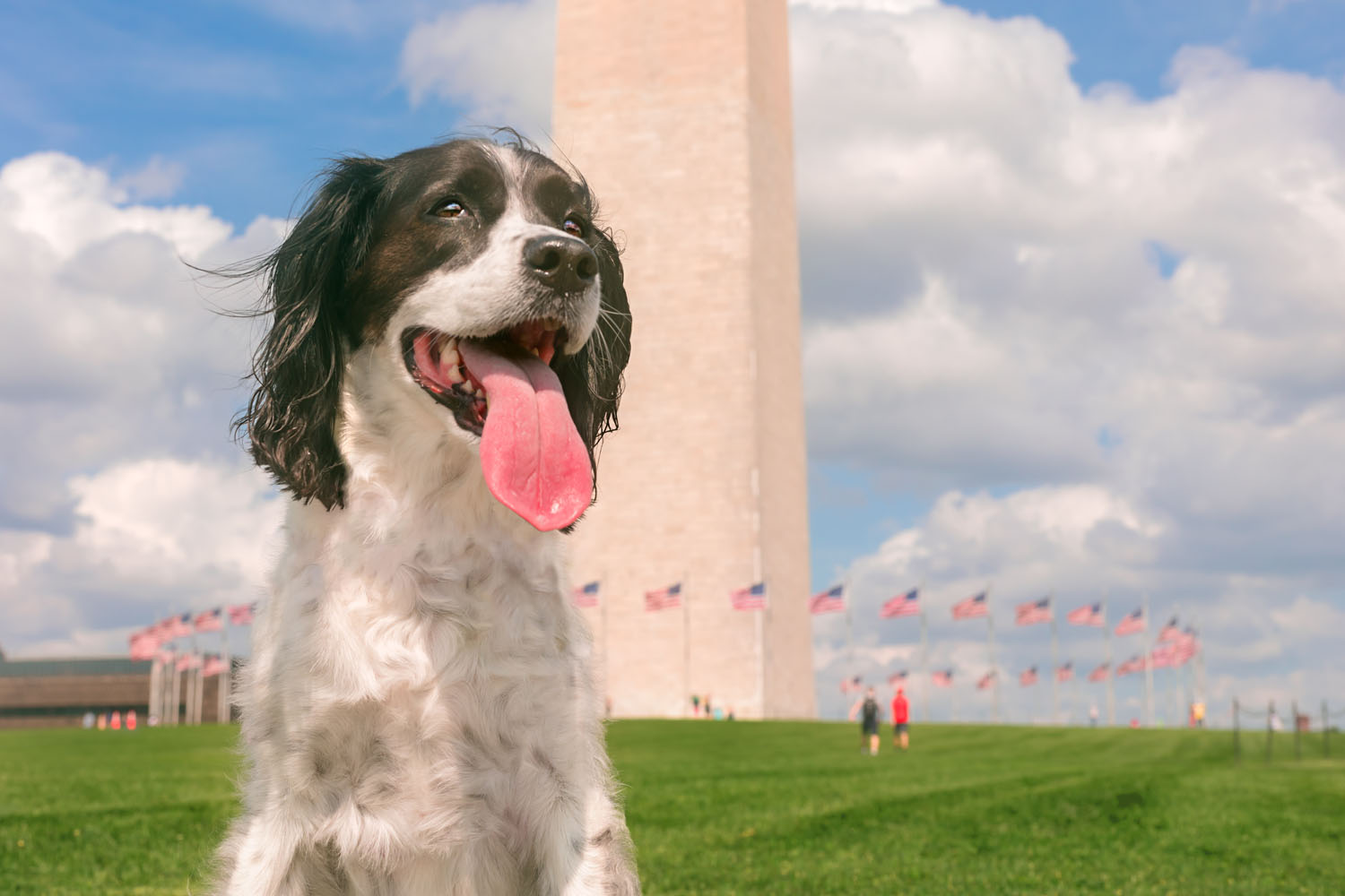 beautiful springer spaniel with tongue out in washington dc play
